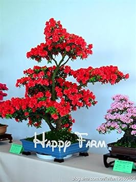 Organic Pink Bonsai Plant Seeds for Planting – Heirloom, Non-GMO