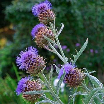 Cynara Flower Seeds Heirloom Non GMO Planting - 100 for planting in home garden