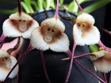 Heirloom Non-GMO Monkey Orchid Flower Seeds for Rare Exotic Blooms and Indoor Garden Planting