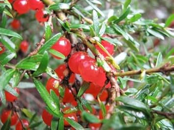 Red Coprosma Nitida Fruit Seeds