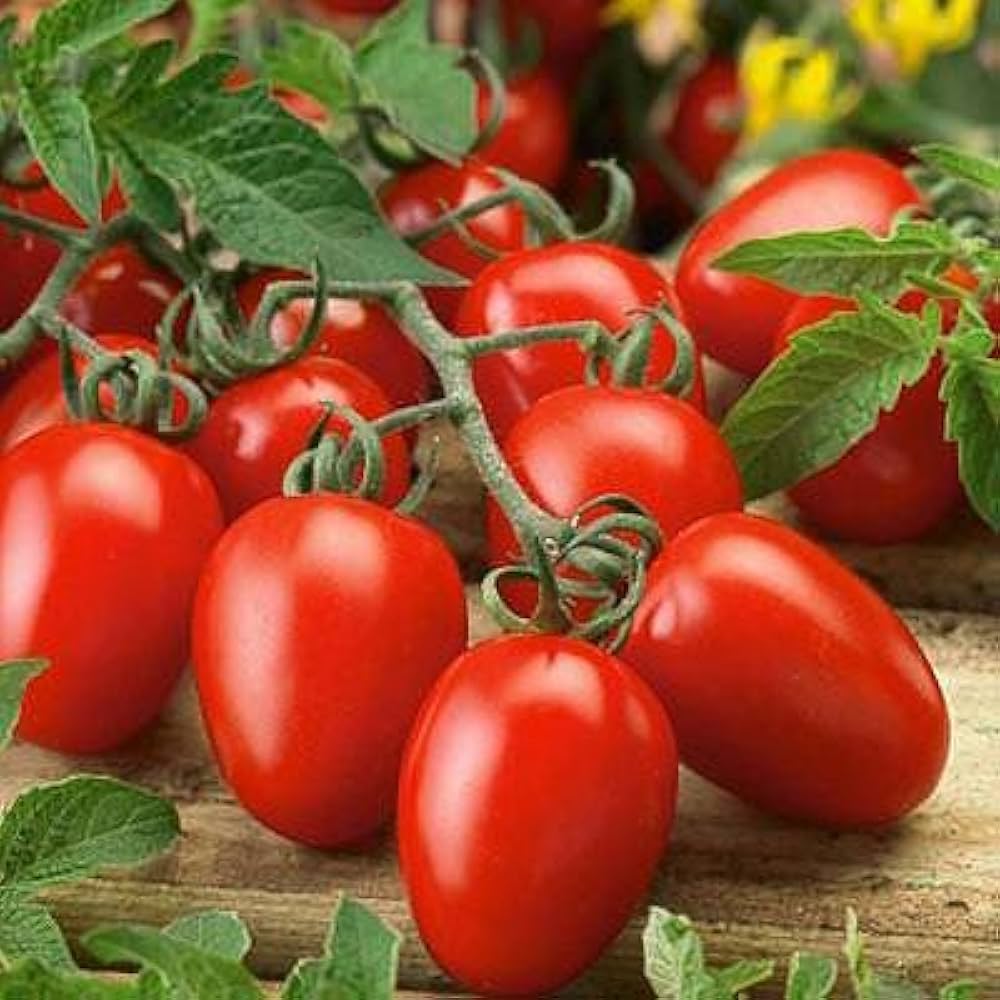 Rutgers VFA Tomato Red Tomato Plant - for planting in home garden