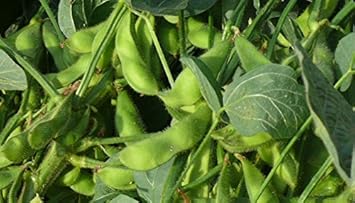 Brown Soybean Glycine max seeds for garden planting