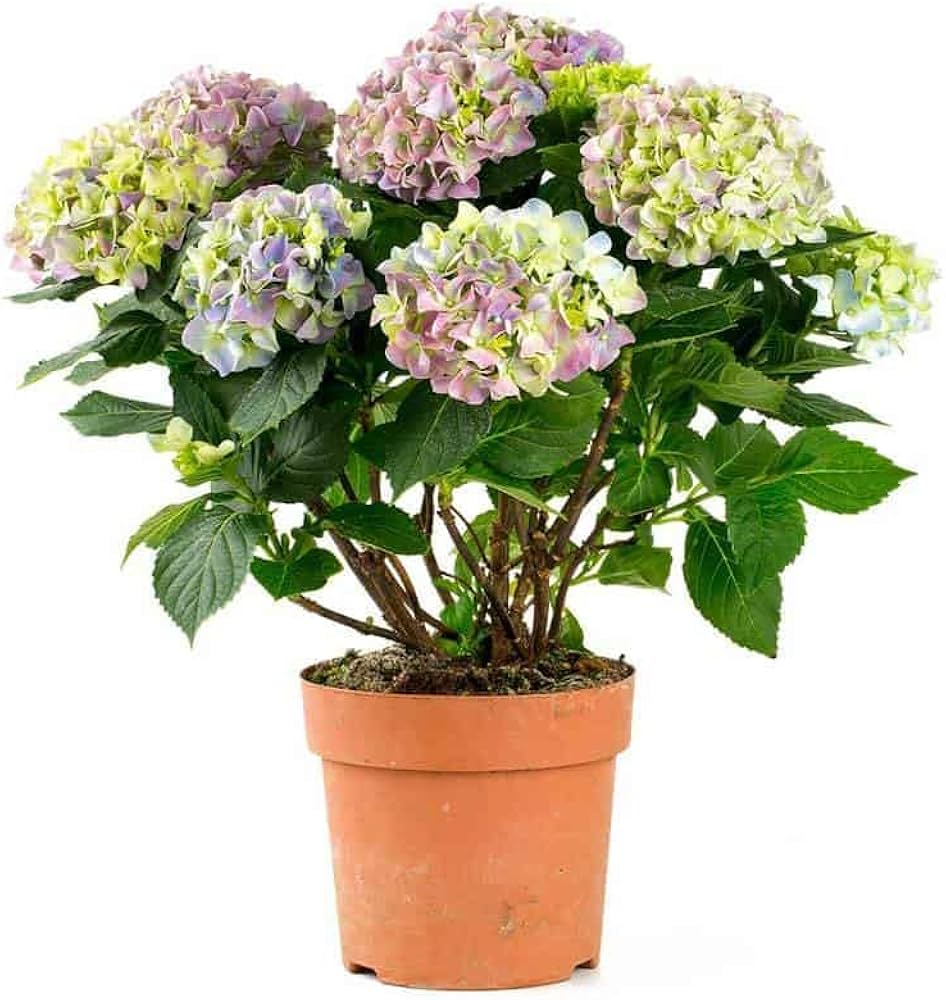 Mini Hydrangea seeds growing into compact, colorful hydrangea blooms ideal for small gardens, pots, and balconies
