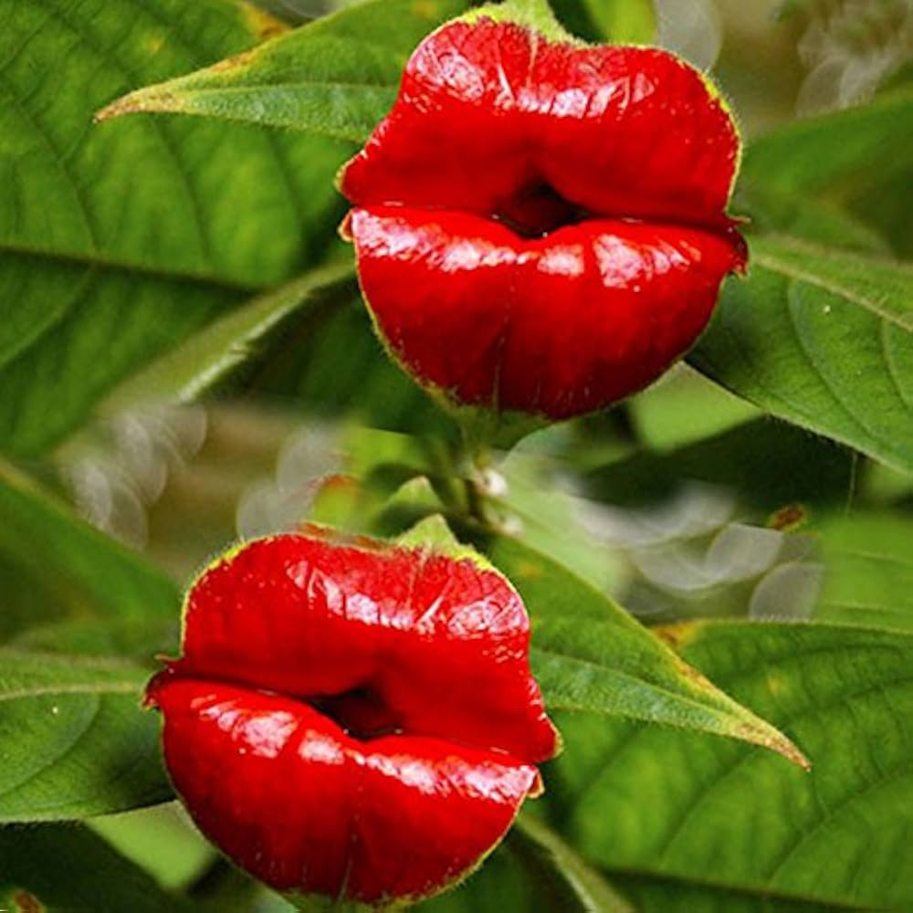Blazing Red Lips (Psychotria Elata) Flower - for planting in home garden