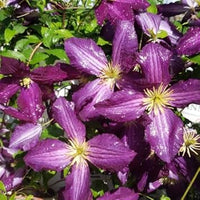 Purple Clematis Flower Seeds – Heirloom Non-GMO Climbing Vine Seeds for Planting