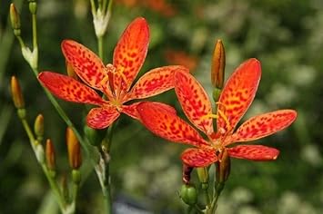 Heirloom Belamcanda Flower Seeds for Garden Planting, Non-GMO, Lily Blooms for gardens - Belamcanda for planting in home garden