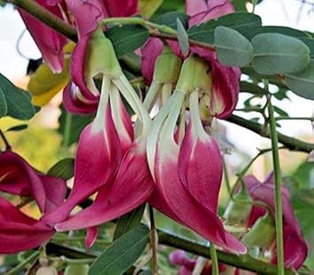 Pink Sesbania Grandiflora Flower Seeds, Heirloom, Non-GMO Seeds for Planting