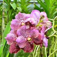 Iris Orchid Rare Heirloom Perennial Flower - for planting in home garden