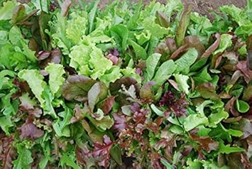 Mix Mesclun Vegetable Seeds for Planting heirloom & Non-GMO Seeds