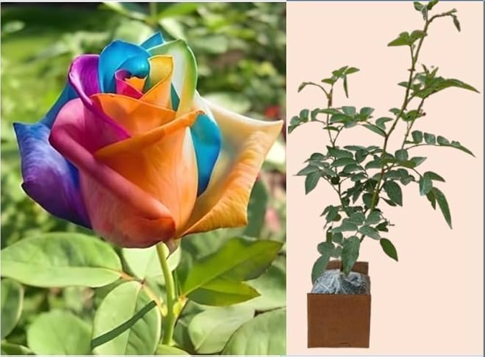Rose Mixed Colors Hot Perennial Flower Seeds for Garden