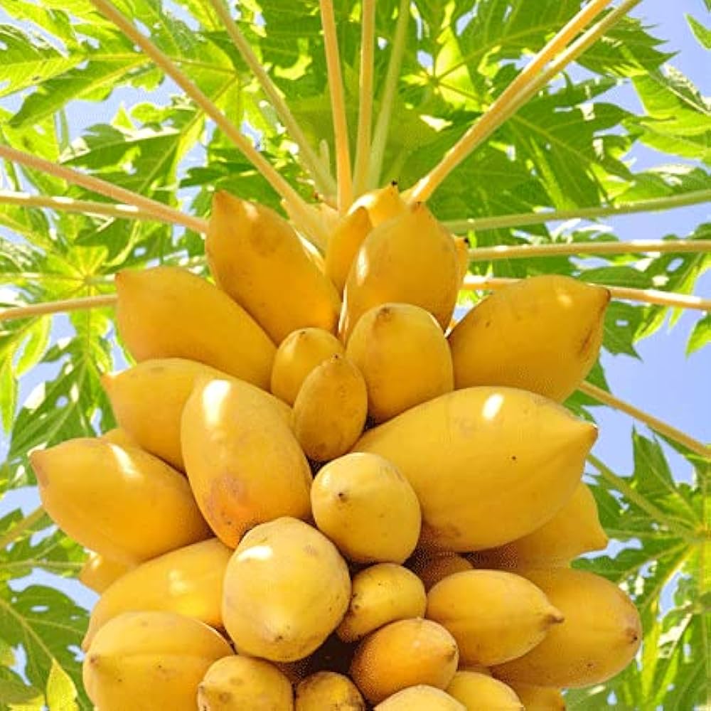 Light Yellow Papaya Fruit Seeds for Planting- Sweet Yellow Papayas for Tropical Gardens