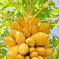 Light yellow papaya Fruit Seeds