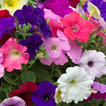 Petunia ‘Best Yet’ Salmon Chiffon seeds – premium pelleted flowering variety
