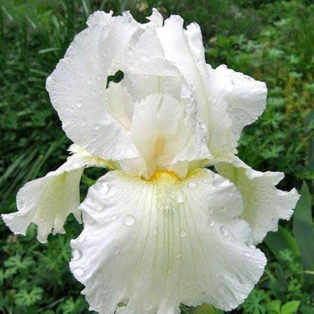 Frequent Flyer Reblooming Bearded Iris Seeds