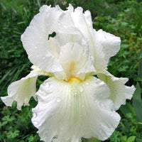 Frequent Flyer Reblooming Bearded Iris Seeds