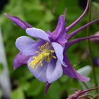 Columbines Purple Flower Seeds for Planting – Organic, Heirloom, Non-GMO Seeds