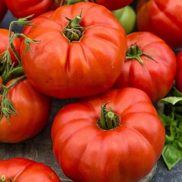 Giant Tomato Seeds for Planting, Red, 100 pcs
