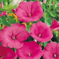 Rosenmalve mix flowers grown from seeds with tall stems and mixed-color hibiscus-like blooms