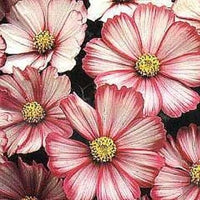 Heirloom Bicolor Cosmos Peppermint Twist Flower Seeds for Planting – Vibrant Garden Blooms