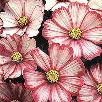 Heirloom Bicolor Cosmos Peppermint Twist Flower Seeds for Planting – Vibrant Garden Blooms - Bicolor for planting in home garden