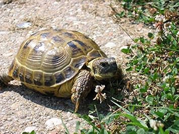 Broadleaf Tortoise Forage Seeds for Planting heirloom & Non-GMO Seeds