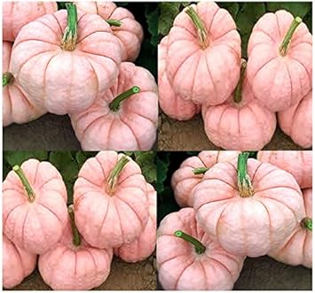 Pink Pumpkin Cucurbita seeds for garden planting