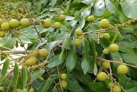 Lush Longan Fruit Seeds - Perfect for Adding Greenery and Sweetness to Your Garden 100 pcs