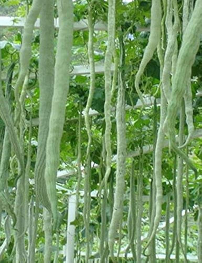 Snake Gourd Chichinda Vegetable Seeds