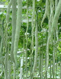 Snake Gourd Trichosanthes cucumerina Vegetable Seeds for Planting Long Snake Variety in Home Garden