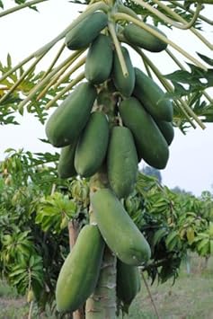 Green Papaya Fruit Seeds for Planting - Tropical and Delicious Fruits, Heirloom Seeds