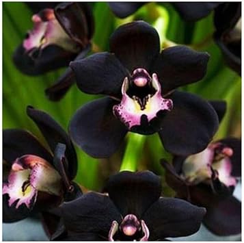 Organic Heirloom Non-GMO Black Flower Pot Plant Seeds for Planting – Rare Blooming Variety