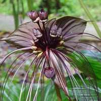 Black Tiger orchid grown from seeds with exotic, striped petals in dark shades