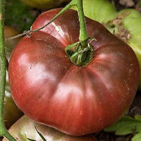 Giant Dark Brown Tomato Solanum lycopersicum for planting in home garden