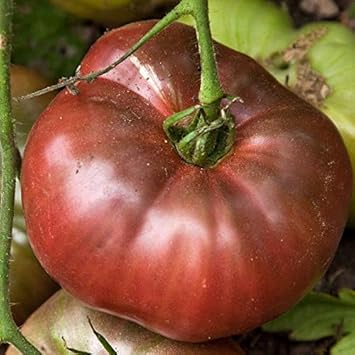 Giant Dark Brown Tomato Solanum lycopersicum for planting in home garden