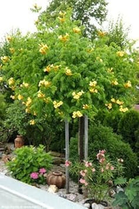 Organic Heirloom Non-GMO Yellow Campsis Radicans Flower Seeds for Planting – Climbing Vine