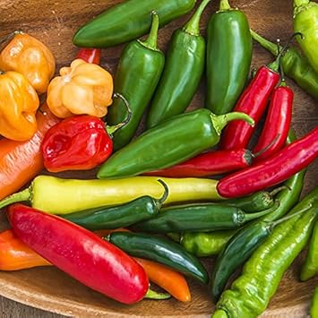 Espelette Pepper Capsicum annuum seeds for garden planting