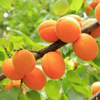 Apricot Prunus armeniaca seeds for home orchard