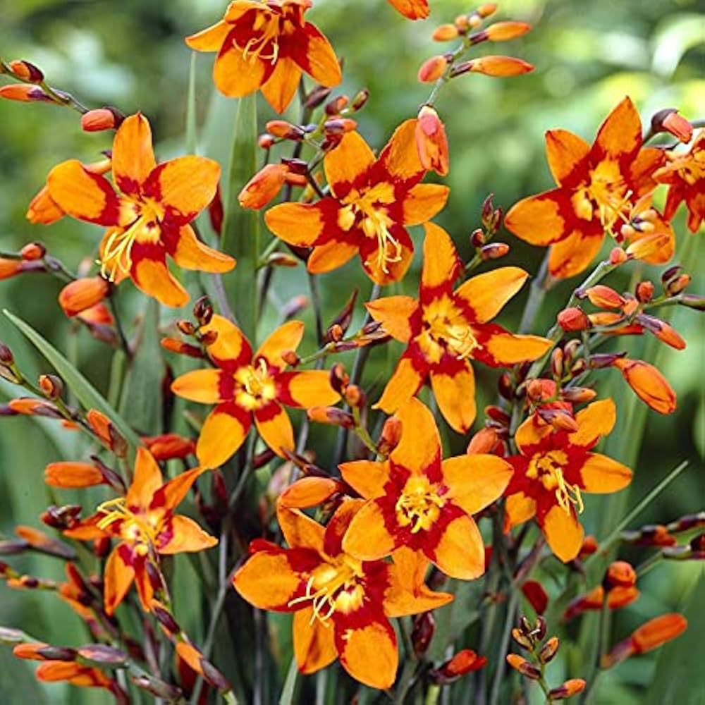 Emily McKenzie Crocosmia
