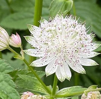 Masterwort Seeds for Planting – Organic, Heirloom, Non-GMO Flower Seeds