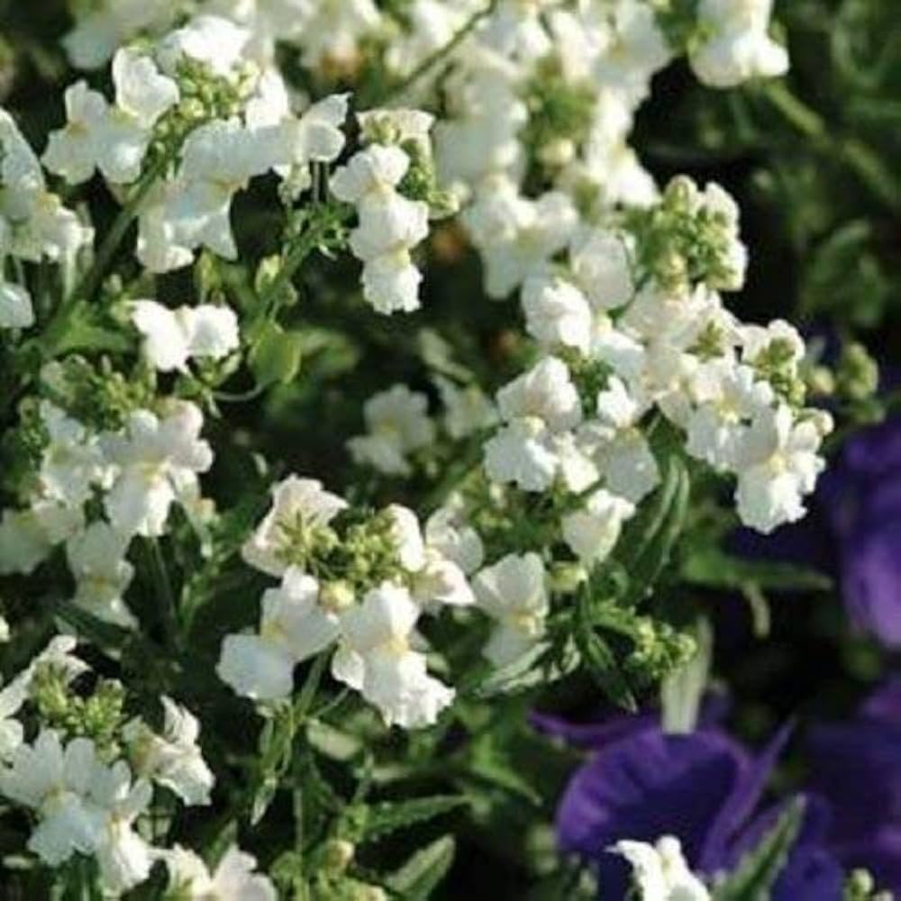 Nemesia (Poetry White flower) for planting in garden