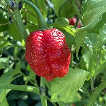 Red Trinidad Vegetable Seeds for Planting - 100 pcs