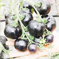 Black Tomato Seeds for Planting - 100 pcs