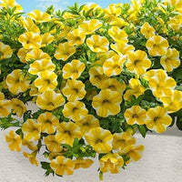 Lemon Slice Calibrachoa flowers grown from seeds with yellow and white petal patterns in cascading form