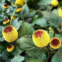 Spilanthes Oleracea Flower Seeds for Planting -Hierloom Flower Seeds - Oleracea for planting in home garden