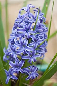 Hyacinthus (Hyacinthus scientific name) for planting in garden