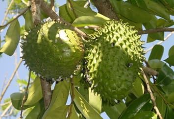 Guanabana Fruit Seed Collection for Tropical Delight 100 pcs