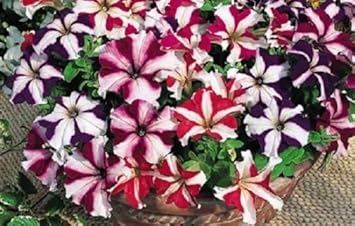 Mixed Pelleted Petunia Flower Seeds for Planting - Heirloom, NON-GMO, Easy Grow Garden Blooms