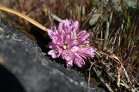 Organic Heirloom Non-GMO Purple Cernuum Seeds for Planting – Vibrant Garden Blooms
