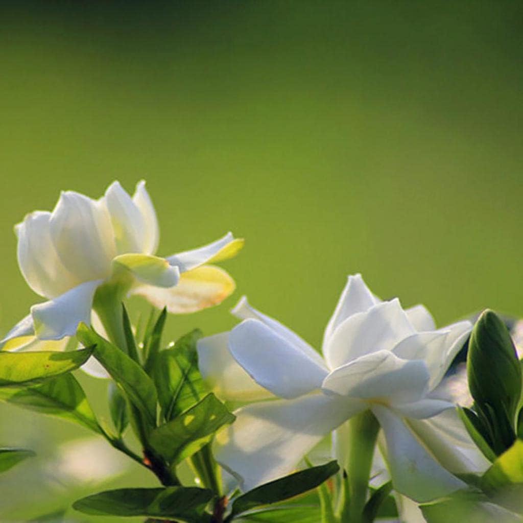 Green White Gardenia Flower Seeds for Planting | Heirloom, Non-GMO, Organic Seeds - White for planting in home garden