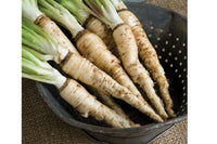 Mammoth Sandwich Island – Salsify Seed